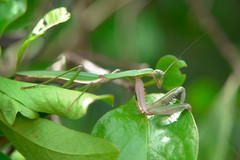 Notomantis brunneriana