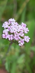 Centranthus