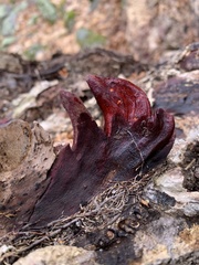 Phanerochaete sanguinea