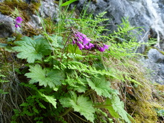 Primula matthioli
