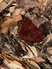 Phanerochaete sanguinea