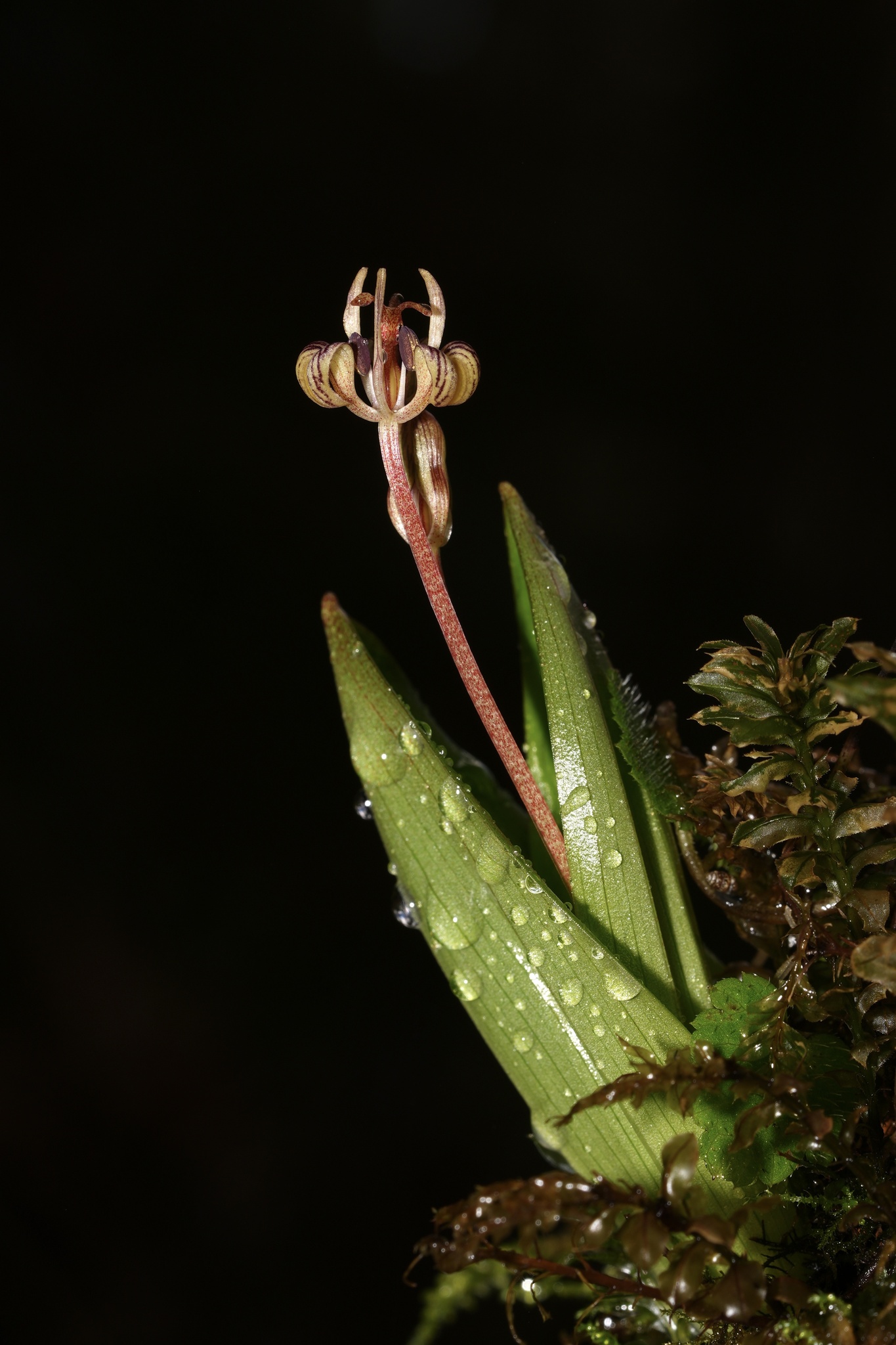 Scoliopus hallii