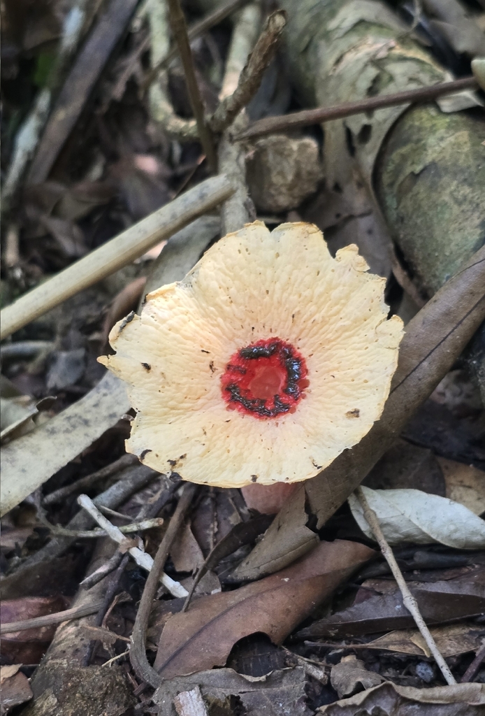 Abrachium floriforme