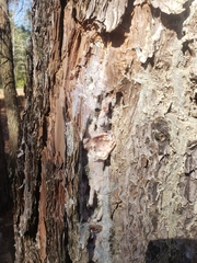 Dendroctonus terebrans
