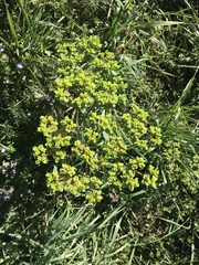 Euphorbia helioscopia