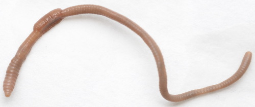 Pink Earthworm