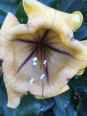 Solandra
