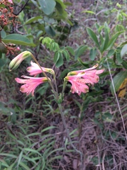 Alstroemeriaceae