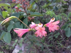Alstroemeriaceae