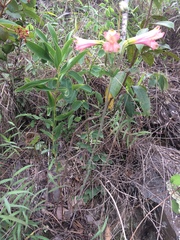 Alstroemeriaceae