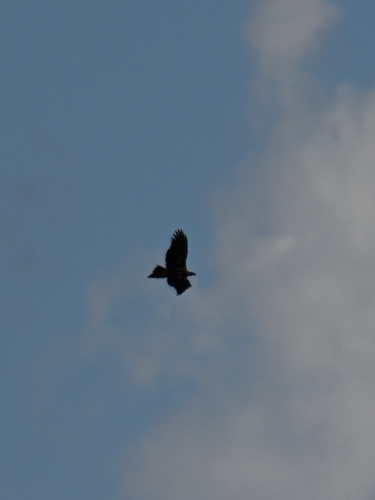 Mainland Wedge-tailed Eagle