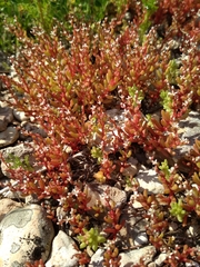Sedum microcarpum