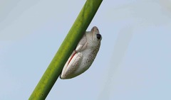 Hyperolius parallelus
