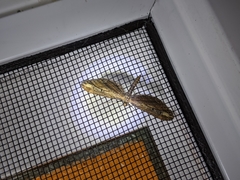 Eupithecia subapicata