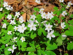 Isopyrum thalictroides