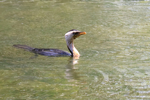 Little Pied Cormorant