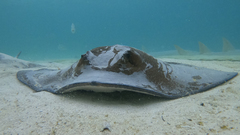 Cowtail Ray photo 5