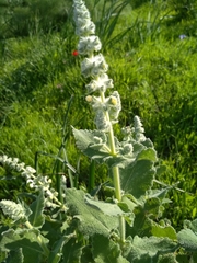 Salvia dominica