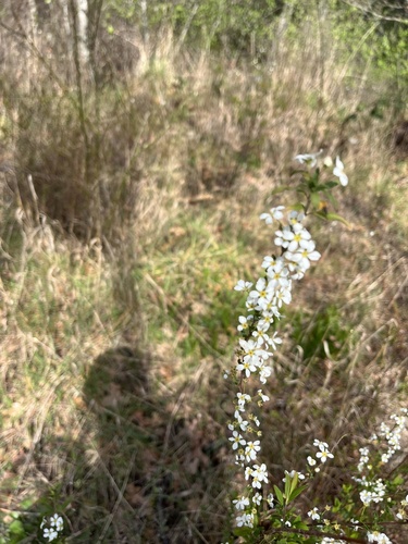 Spiraea thunbergii