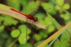 Diplacodes bipunctata