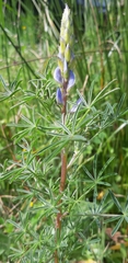 Lupinus angustifolius