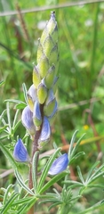 Lupinus angustifolius