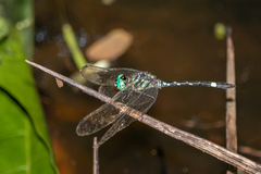 Notiothemis jonesi