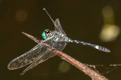 Notiothemis jonesi