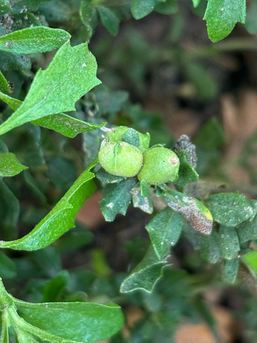 Unknown species found near 25th Ave, San Francisco, CA, US