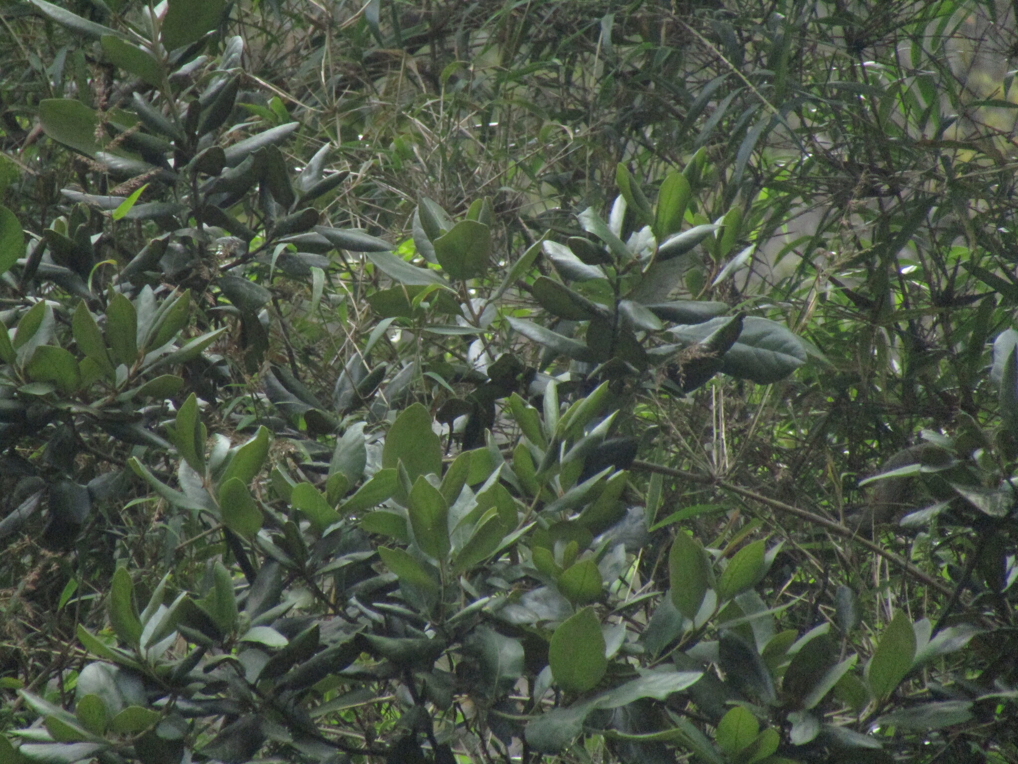 Lingue (Persea lingue)