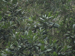 Lingue (Persea lingue)