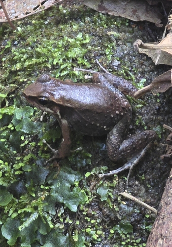 Brazilian Spinythumb Frog, Crossodactylus gaudichaudii