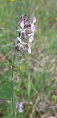 Silene gallica