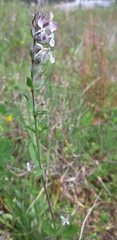 Silene gallica