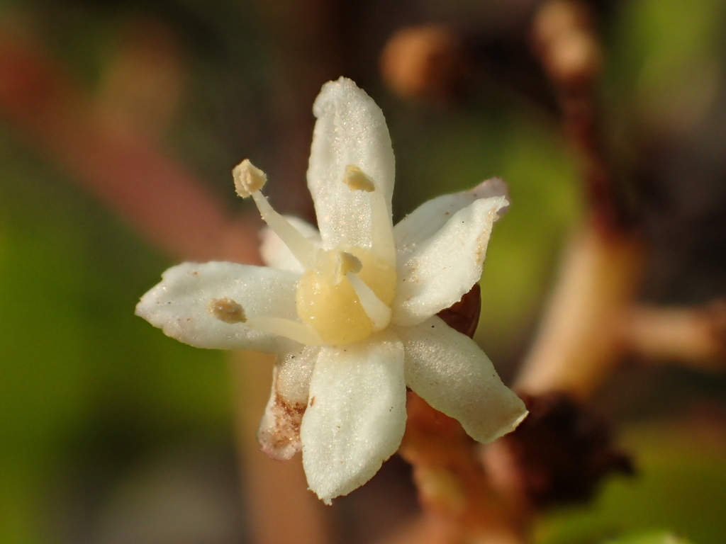 Gymnosporia emarginata (Gymnosporia emarginata)