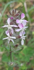 Silene gallica