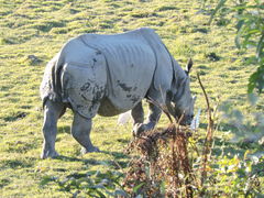 Rhinoceros unicornis