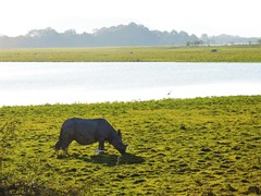 Rhinoceros unicornis