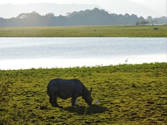 Rhinoceros unicornis