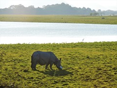 Rhinoceros unicornis