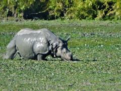Rhinoceros unicornis