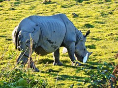 Rhinoceros unicornis
