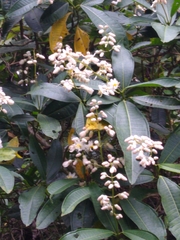 Miconia notabilis