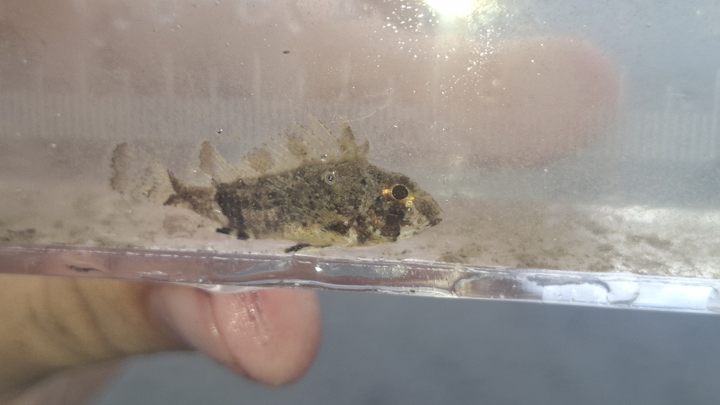 Bullrout (Centropogon marmoratus) — Tetrarogidae