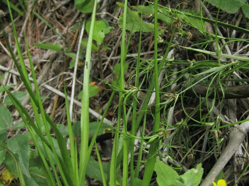 bolivian rush (Juncus cyperoides)