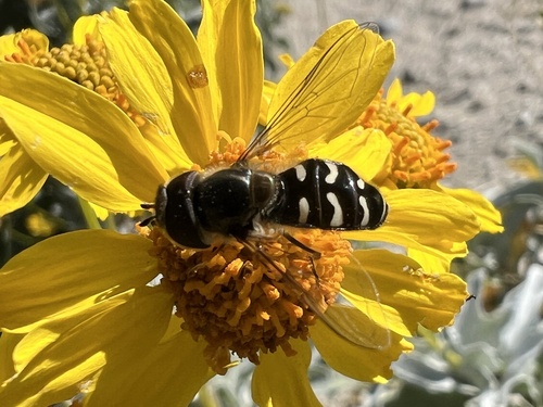 Unknown species found near Sand to Snow National Monument, Desert Hot Springs, CA, US