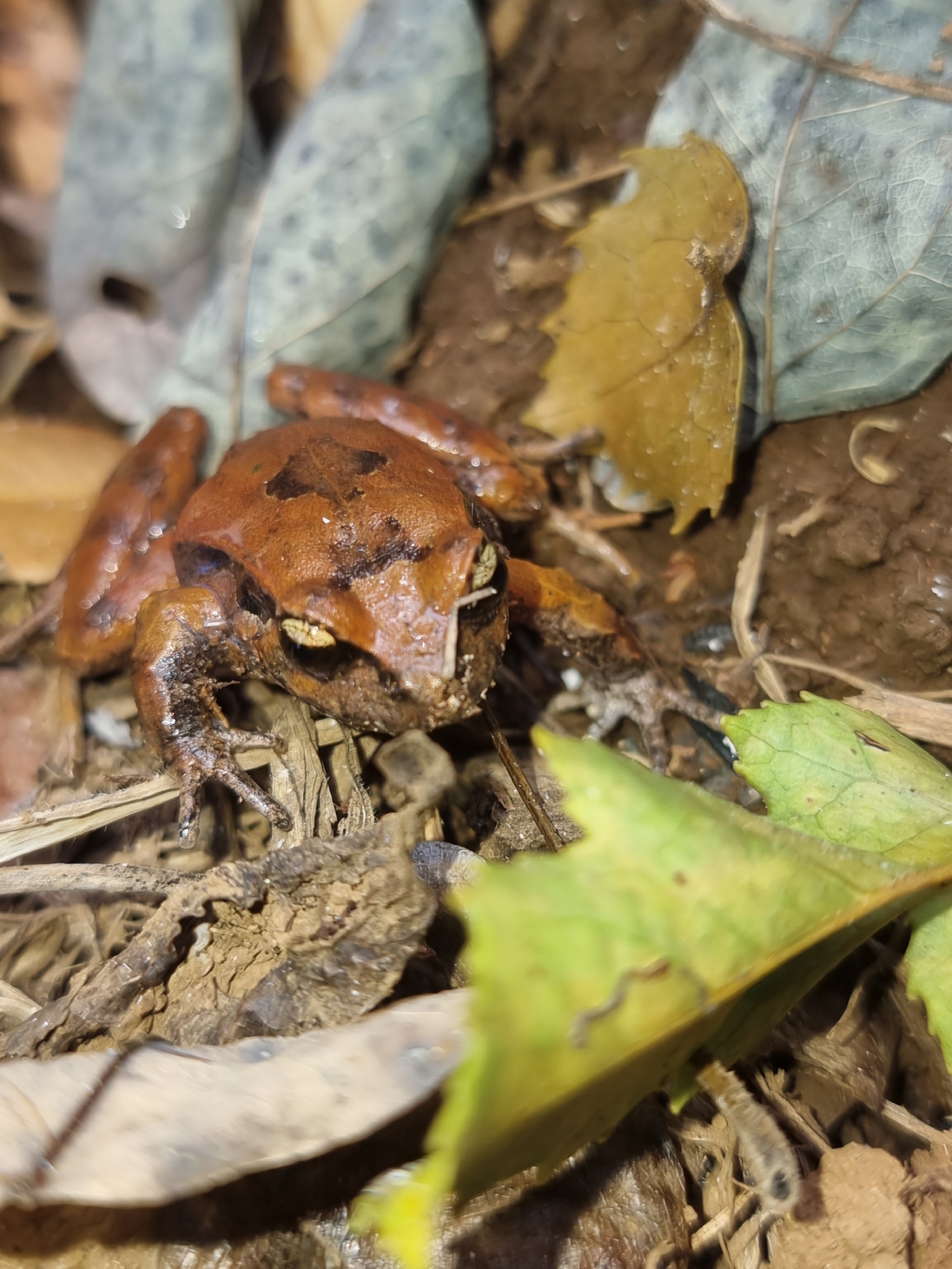 Eupsophus calcaratus (Günther, 1881)