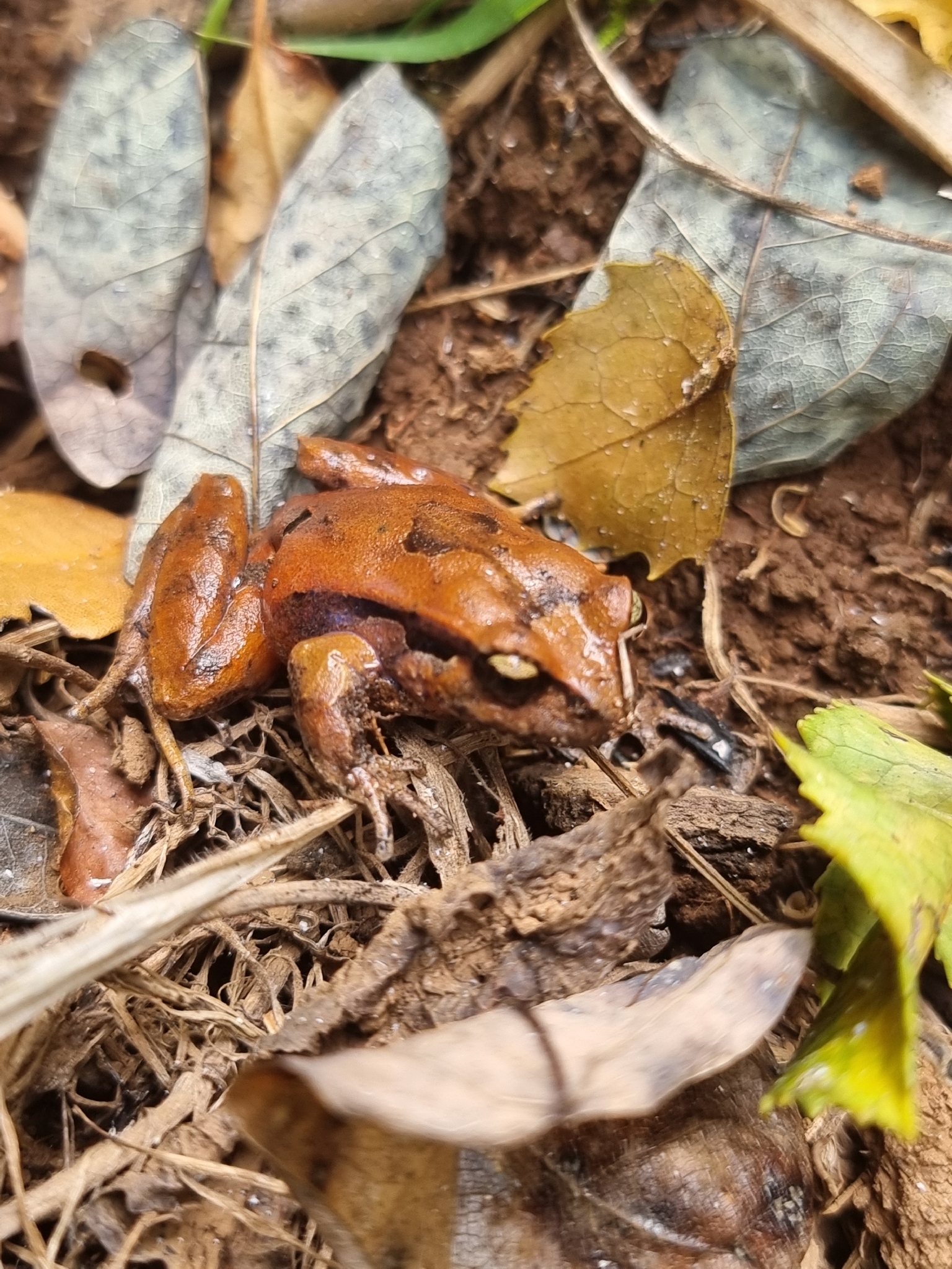 Eupsophus calcaratus (Günther, 1881)