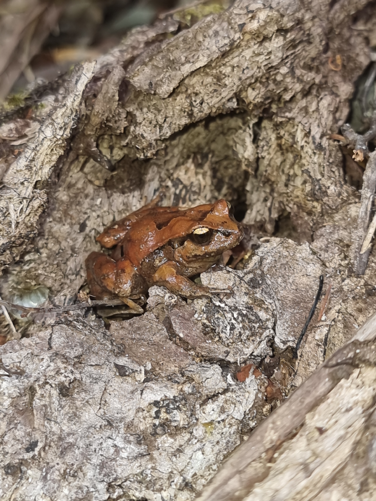 Eupsophus calcaratus (Günther, 1881)
