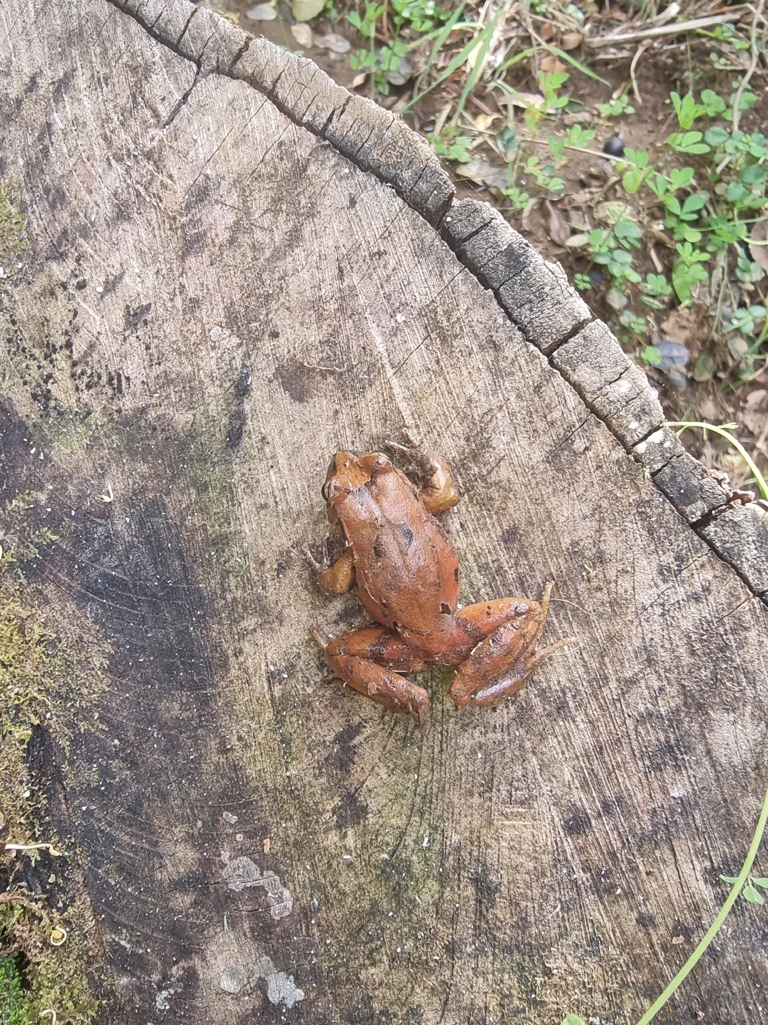 Eupsophus calcaratus (Günther, 1881)
